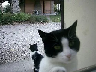 Cedrara * フェラーラ