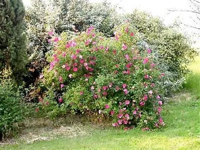 Cedrara * フェラーラ